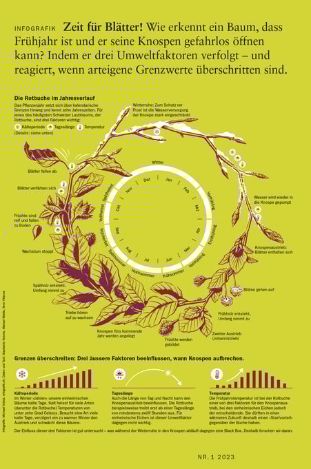 Infografik zum Thema Bäume im Jahresverlauf © Michael Stünzi