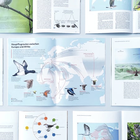 Die Vogel-Illustrationen im gedruckten Magazin © Michael Stünzi