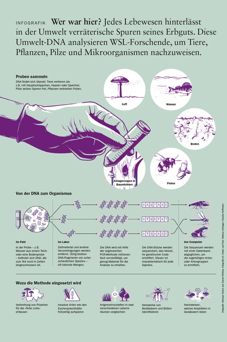 Infografik zum Thema Umwelt-DNA © Michael Stünzi