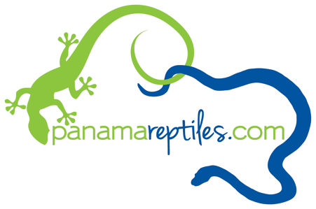 Panama Reptiles
