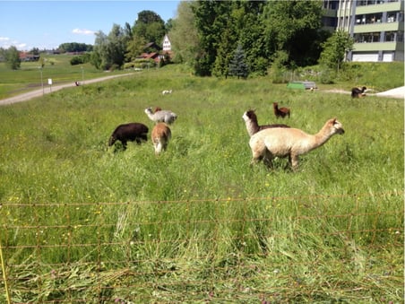 Hier soll die Heizzentrale mit Schnitzel -Speicher (freistehend oder eingegraben ist noch offen) gebaut werden