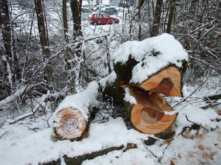 Keine Überlebenschance bei einem Volltreffer: Dieser Baum begrub mehrere Autos unter sich.