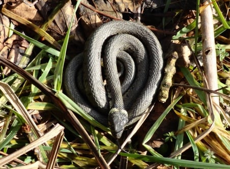 Bild: Werner Koller, Wolfhausen