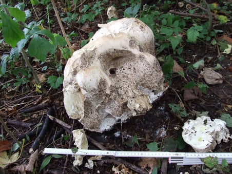 Bilder: © buebikernews.com