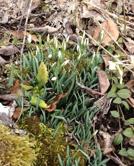 28. Februar 2013, Bühlhof-Quartier, Wolfhausen: Der Countdown für den Frühling läuft