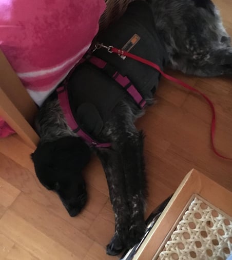 Thunder-Shirt, Geschirr und Hausleine gehörten zur Grundausstattung am Anfang auch im Haus dazu