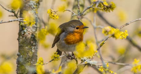 Vogel Frühling Rotkehlchen Farben Emanuel Niederhauser pic4you