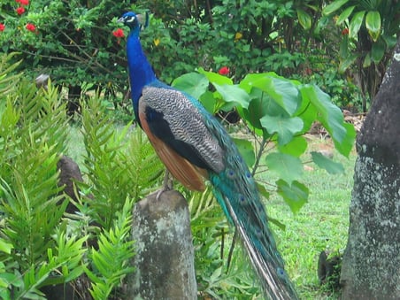 Mikrozirkulation, Service, medizinische Beratung, Bemer Therapie, Gefäßtherapie, optimalie Versorgung der innen Organe, Schlafprobleme, Müdigkeit, Konzentrationsmangel, Schmerzfreiheit, Bewegungsapparat, Schlaganfall, Tinnitus, Krampfadern, MS