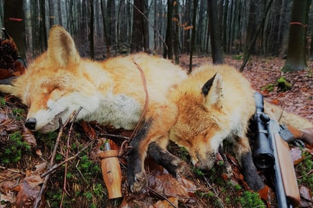 Lockjagd auf Tauben Krähen und Kormoran Fuchs