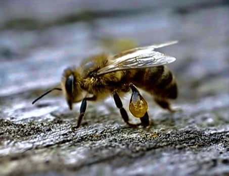 Popolis das Harz das Bienen sammeln