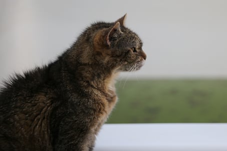 Hundepfote liegt in Menschenhand