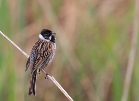 Rohrammer, Ursula Wiegand