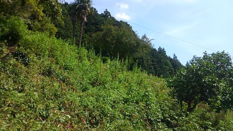 整備前の茶畑。雑草に埋もれてしまっていて、お茶はどこ～？状態