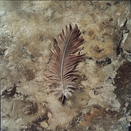 Eine Feder auf dem Steinboden, mit sattem Braun und detaillierter Textur, Die Komposition stammt von oben und konzentriert sich auf die Feder und die Texturen der Natur vor einem erdigen 