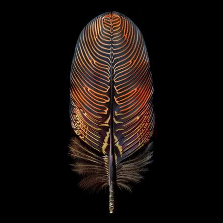 Eine schwarz-orangefarbene Feder steht vor einem schwarzen Hintergrund im Stil komplizierter Muster, zarter Linien, hyperrealistischer Kompositionen, Paläokern, dunklem Cyan und Bronze