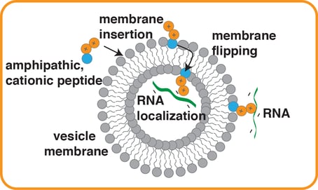 Des interactions électrostatiques induites par des peptides hydrophobes courts chargés positivement suffisent pour lier l'ARN aux membranes vésiculaires . Cette découverte permet de mieux comprendre comment l'ARN et les membranes auraient pu s'assembler