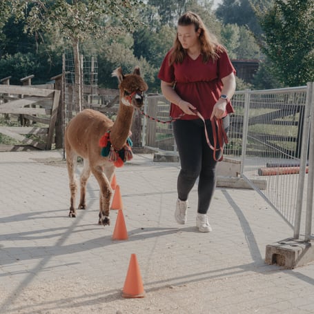 Teamübung mit Alpaka beim Teambuilding am Pointnerhof
