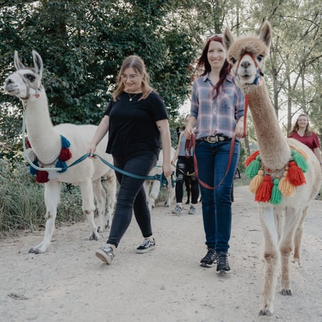 Alpakawanderung als Firmenausflug am Pointnerhof
