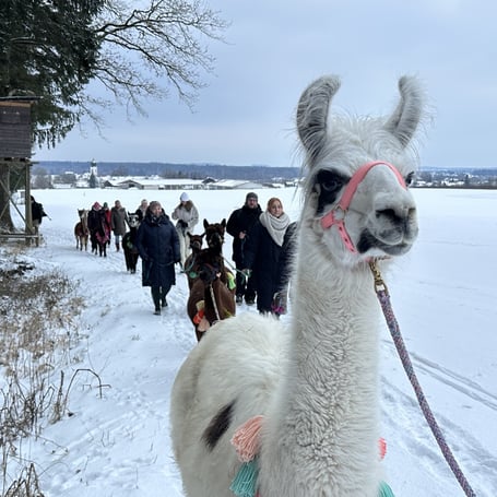 Weihnachtsfeier mit Alpakas und Lamas im Schnee