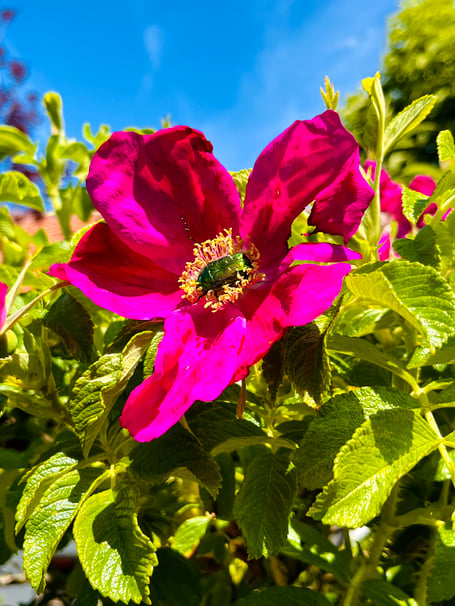 Burnout, Depression, Beziehungskrisen, Beratungsgespräche für Beruf, Körper, Geist, Seele, Ernährung, Kinderwunsch, Persönlichkeitsentwicklung, Krisenprävention, Mediitation, Buddhismus, Alltagsbewältigung, Ernährung, Gesundheitsfürsorge