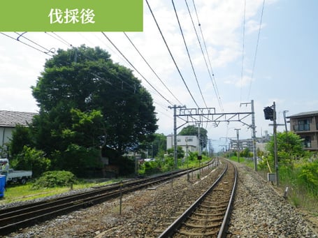 ウッドタワー工法により支障の近接木が伐採され安全な線路に