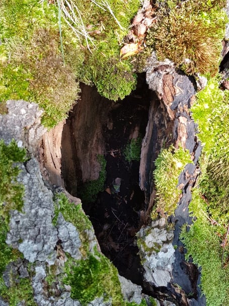 Naturcoaching; Praxis für Naturheilkunde und Tibetische Medizin Baden