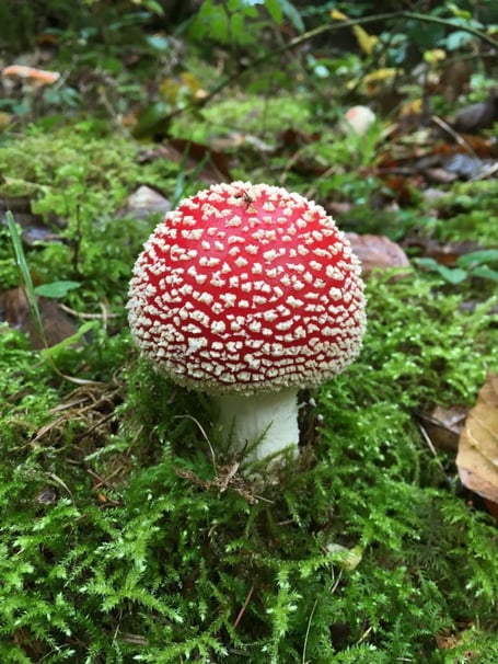 Wachnacht und Medizinwanderung - Praxis für Naturheilkunde und Tibetische Medizin Baden