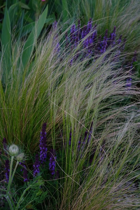 dieartigeGARTEN // Steppensalbei 'Ostfriesland' + Federgras