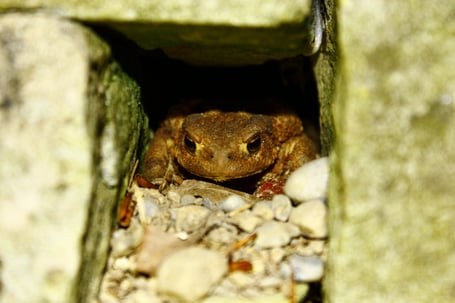 Naturgarten Artenförderung Aufwertungen Ökologie nachhaltig naturnah