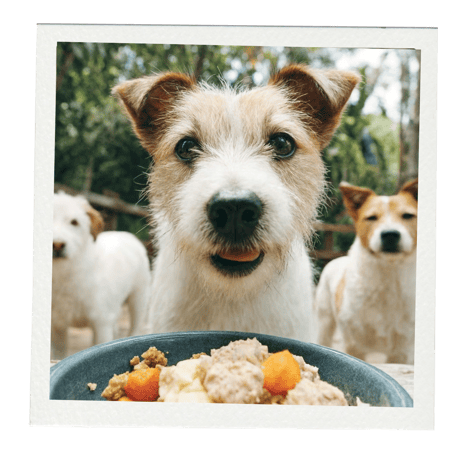 Agression Hund, Hundeaggression, Aggressionsverhalten Hund