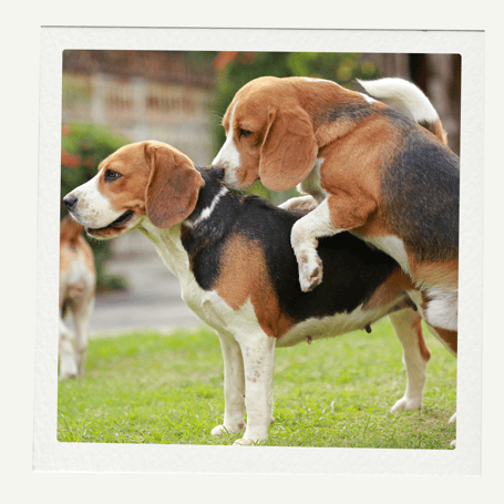 Sexualverhalten Hund, Hund und Hormone, Hormone und Verhalten Hund