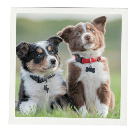 Hundewelpen, Welpenkurs, Welpenschule, Welpentraining