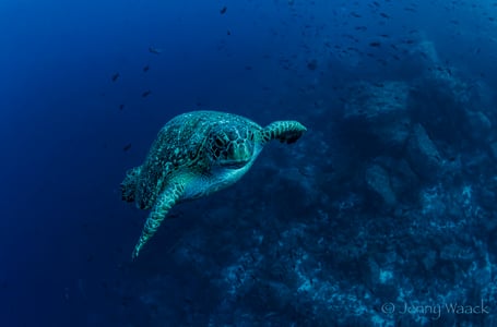 Galapagos Shark Diving - Green Sea Turtle diving curious with a diver
