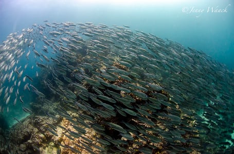 Galapagos Shark Diving - Eagle Ray in the Galapagos Islands