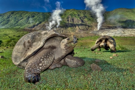 Galapagos Shark Diving - Giant Tortoises in the Galapagos