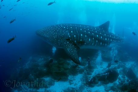 Galapagos Shark Diving - dive with whale shark