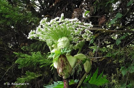 Berce du caucase, Heracleum mantegazzianum (source: inpn)