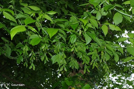 Érable negundo, Acer negundo (source: inpn)