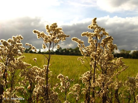 Solidage du Canada, Solidago canadensis (source: inpn)