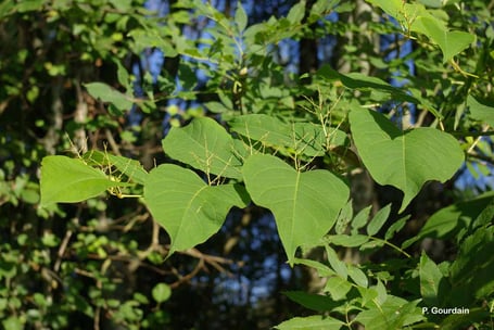 Renouée du Japon, Reynoutria japonica (source: inpn)