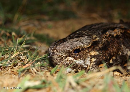 Engoulevent d'Europe, Caprimulgus europaeus (source : inpn)