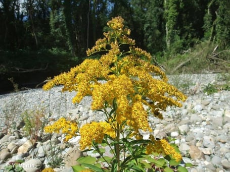 Solidage géant, Solidago gigantea (source: inpn)