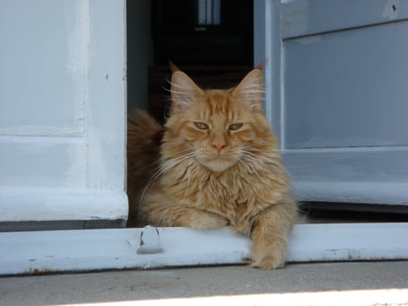 Kattenhotel, kattenpension, kattenkennel