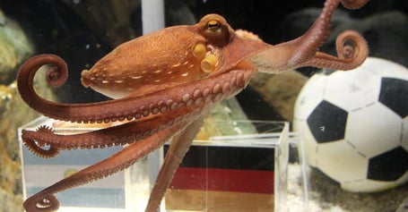 Die hatten einen Kraken, der in die Zukunft sehen konnte. Und ließen ihn Fußballspiele vorhersagen. (So viele Arme, wie der braucht, um sich an den Kopf zu fassen, kann der gar nicht haben.)