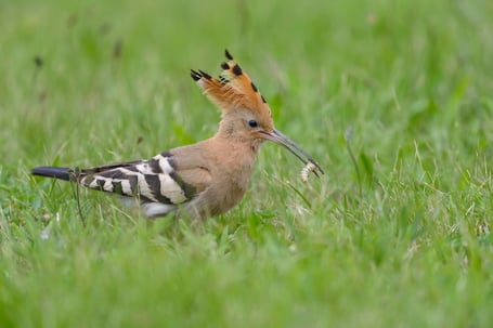 Wiederhopf mit einem Snack im Feld