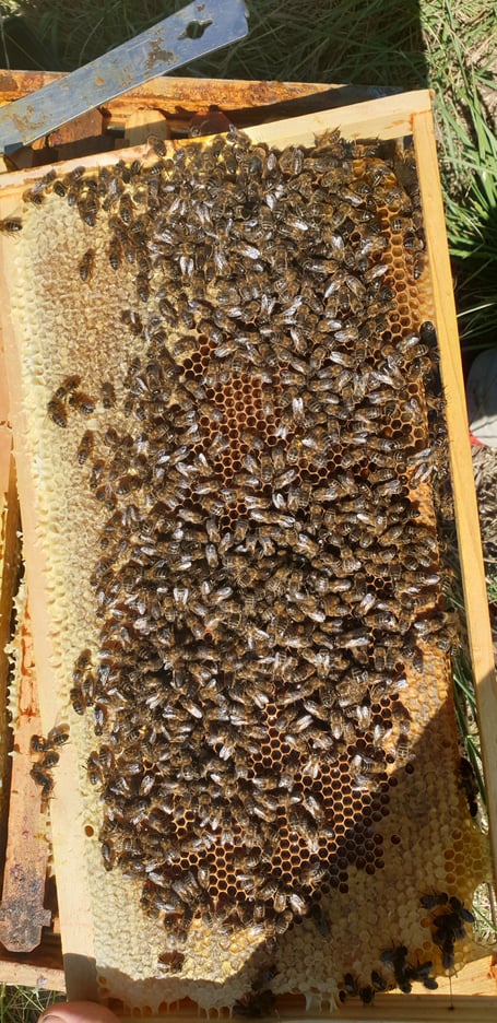 seul et unique cadre de couvain en fin de miéllée