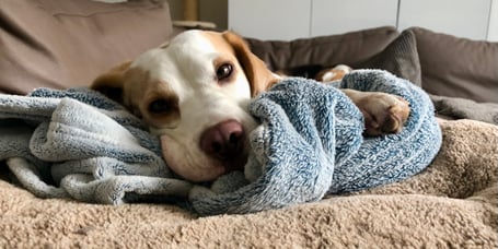 Beagle Sansa | hundkatzeschmaus.ch
