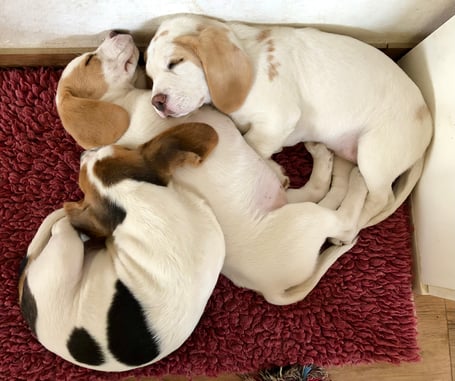 Beagles di Casa Libra | hundkatzeschmaus.ch