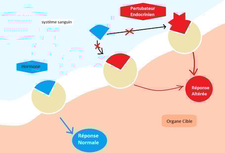 Schéma des différents modes d'action des perturbateurs endocriniens