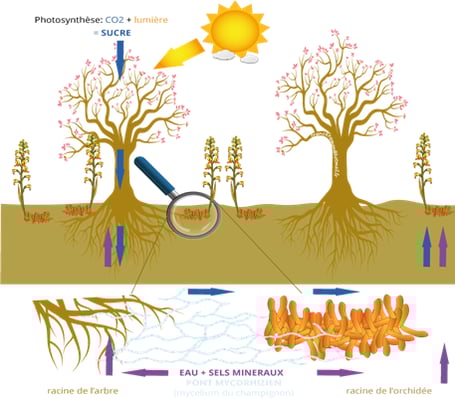 Schéma des ponts mycorhiziens
